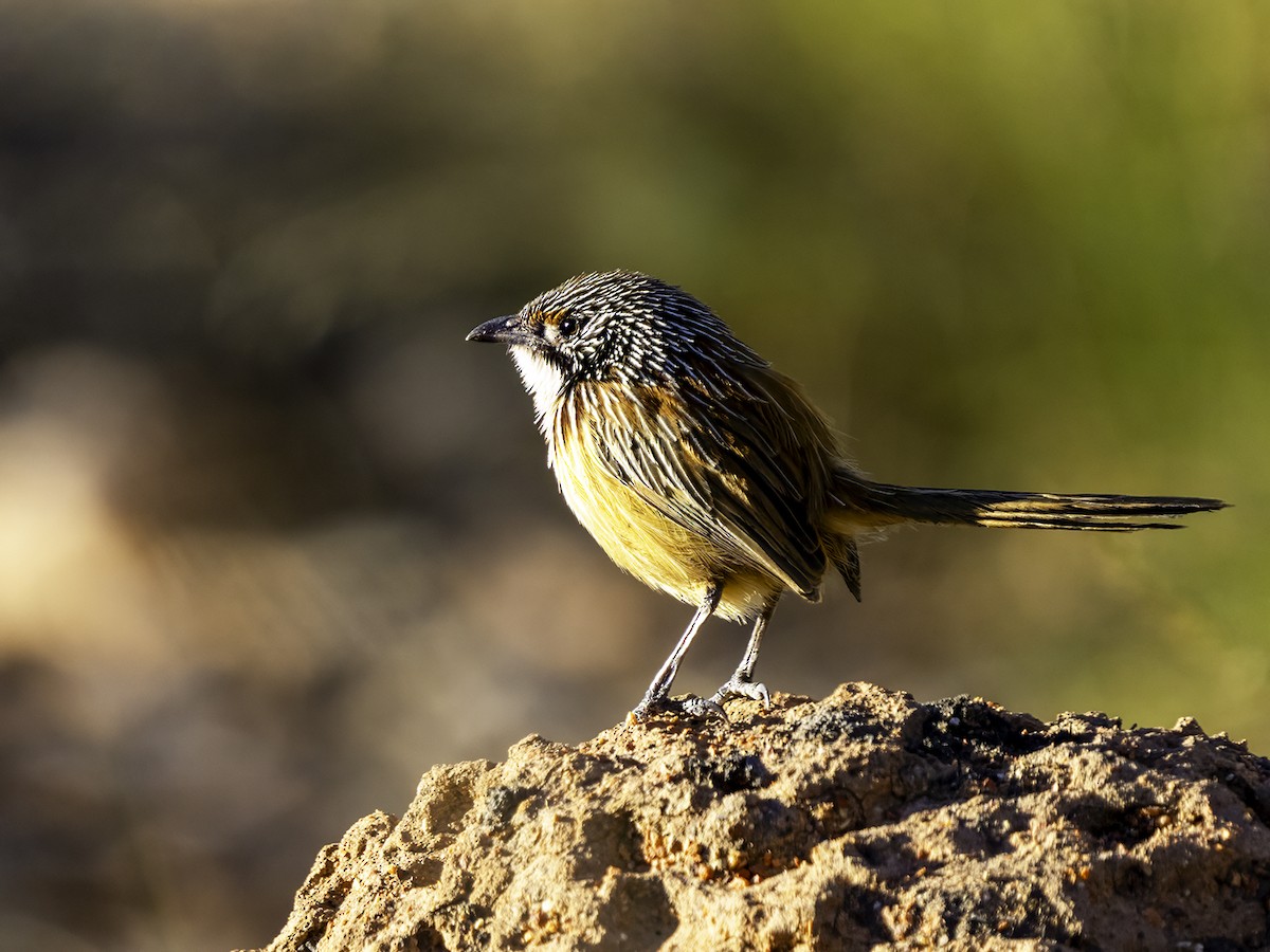 Carpentarian Grasswren - ML639898538
