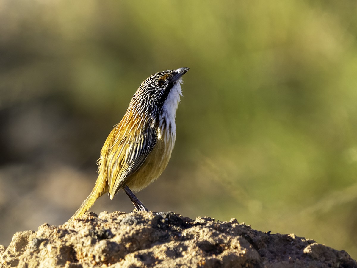 Carpentarian Grasswren - ML639898541