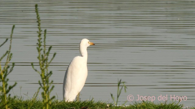 Western Cattle-Egret - ML639898580