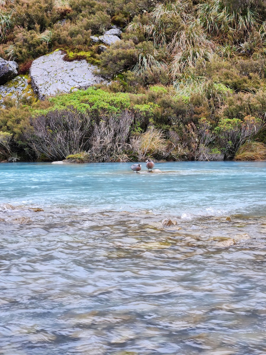 Blue Duck - ML639898620