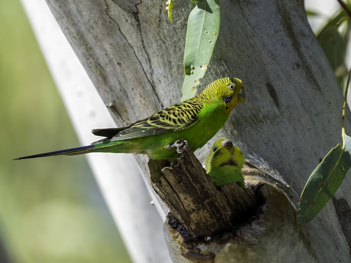 Budgerigar - ML639898676