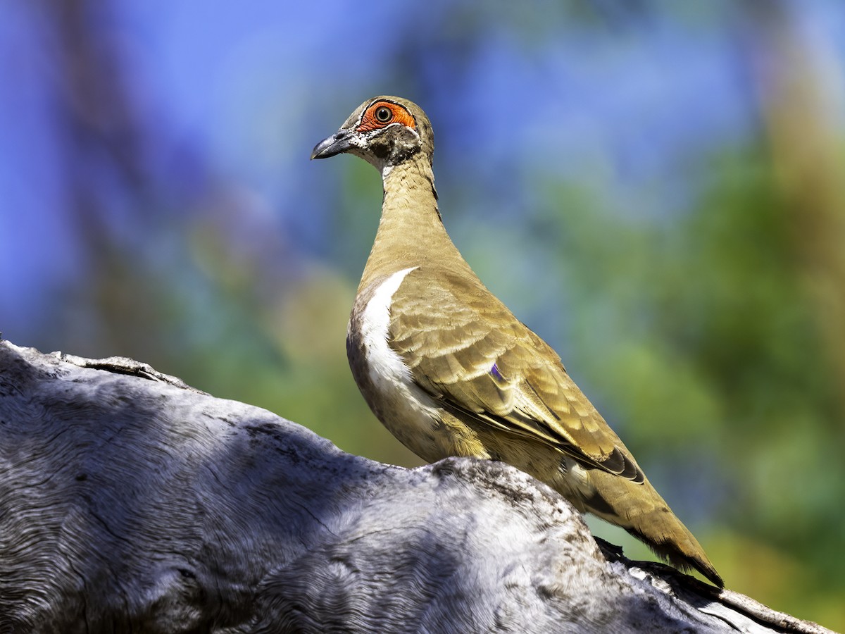 Partridge Pigeon - ML639898698