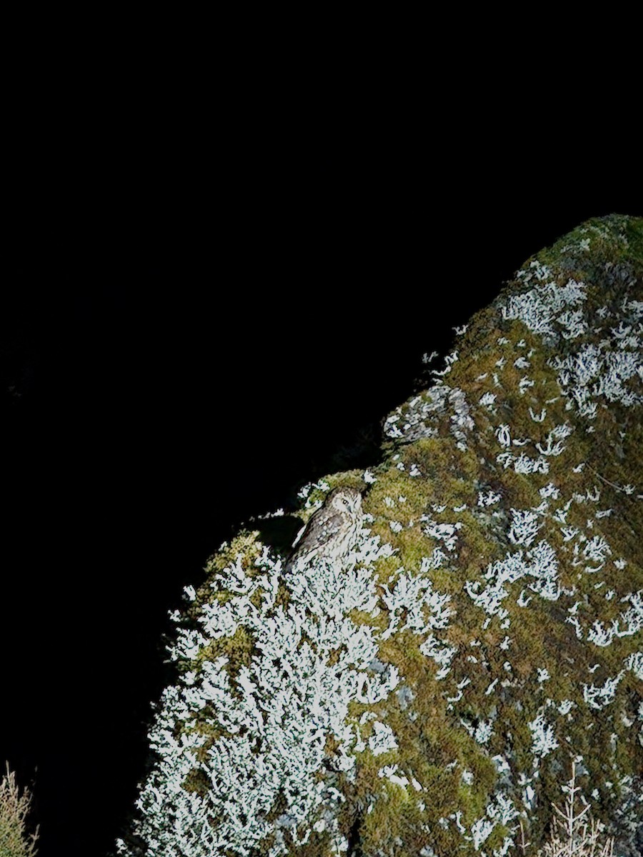 Nínox Maorí - ML639898776
