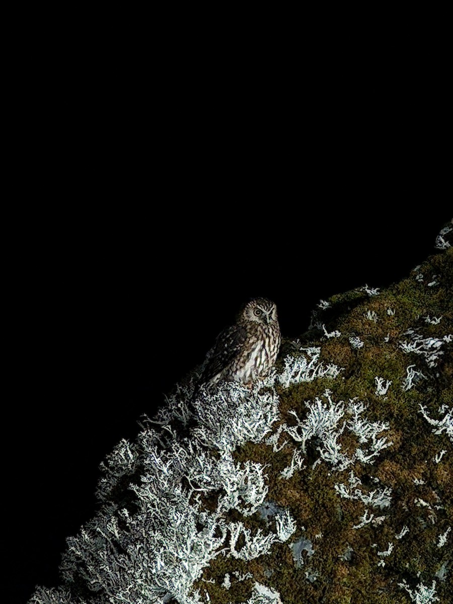 Nínox Maorí - ML639898777