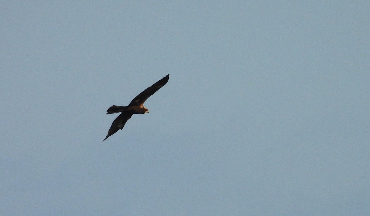 Western Marsh Harrier - ML639898922