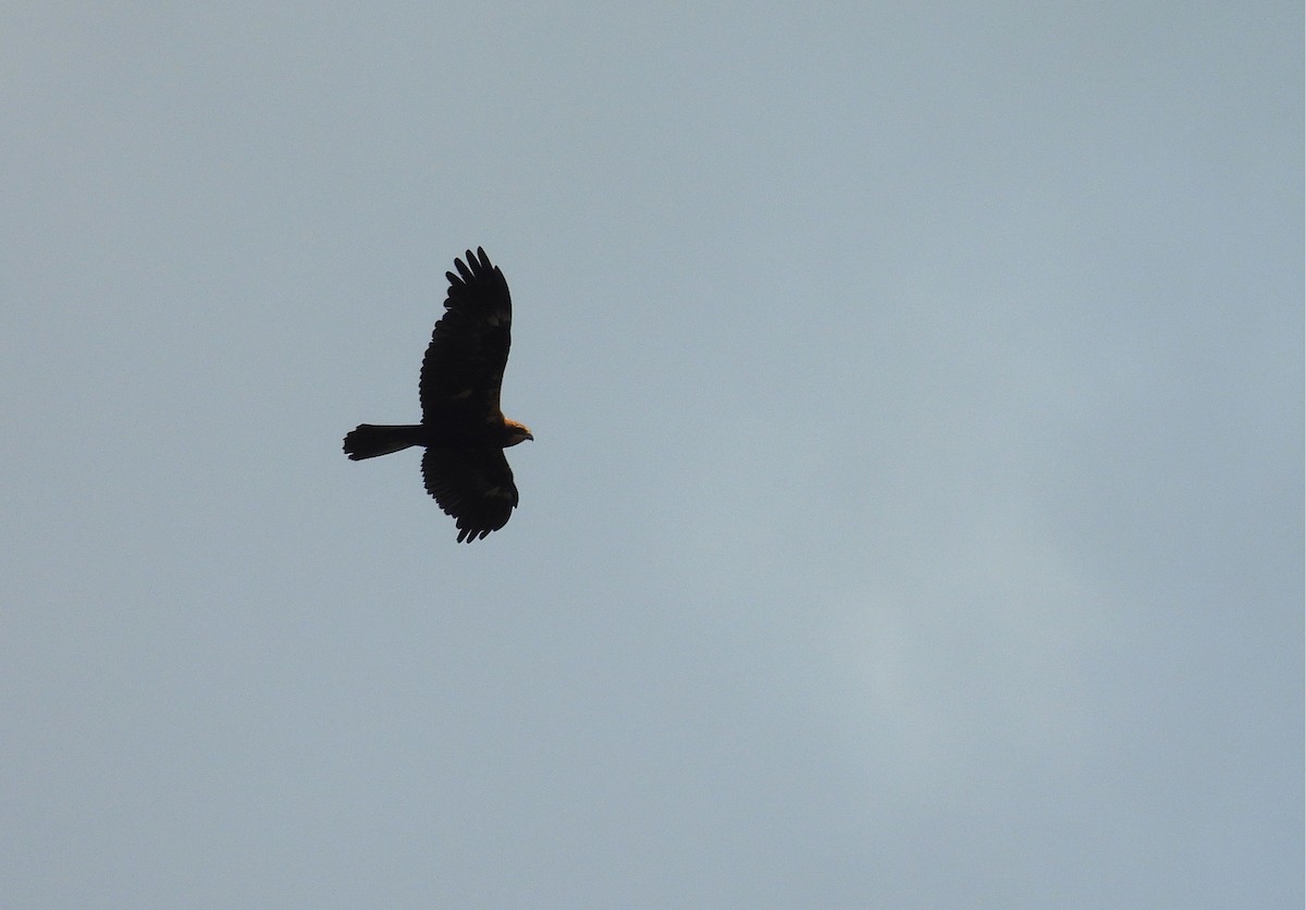 Western Marsh Harrier - ML639898971