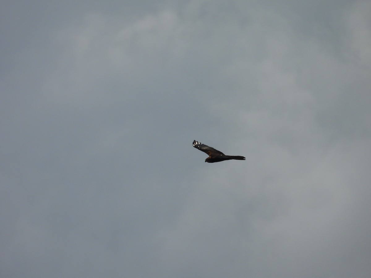 Western Marsh Harrier - ML639898996