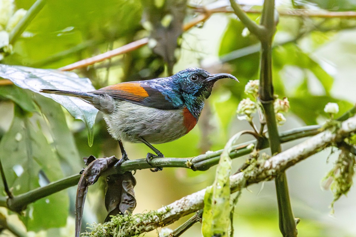 Rufous-winged Sunbird - ML639899062