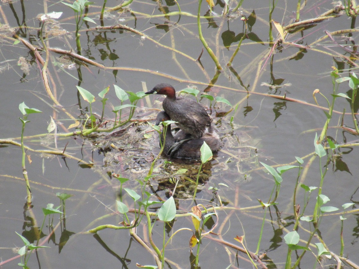 Little Grebe - ML639899138