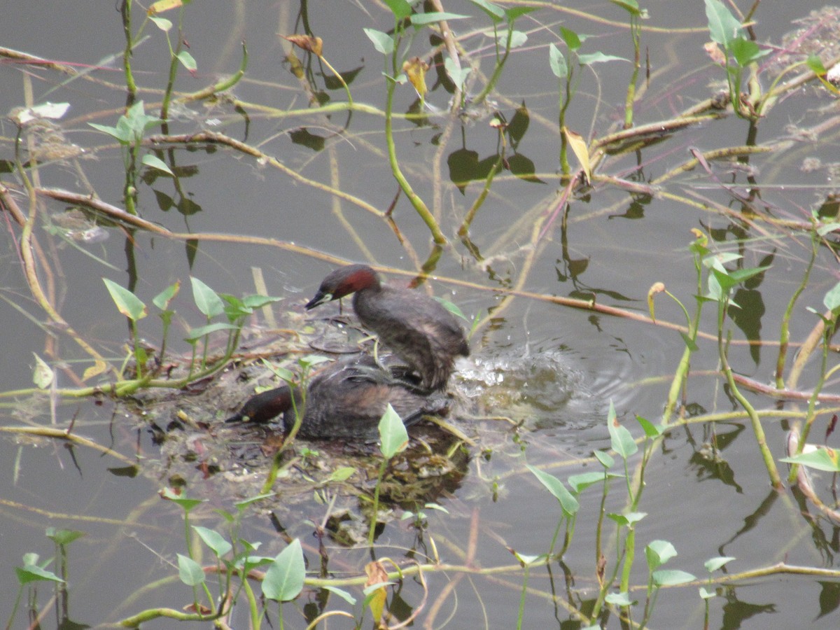 Little Grebe - ML639899139
