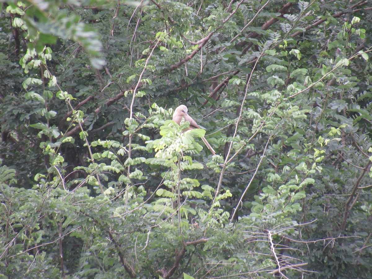 Large Gray Babbler - ML639899162