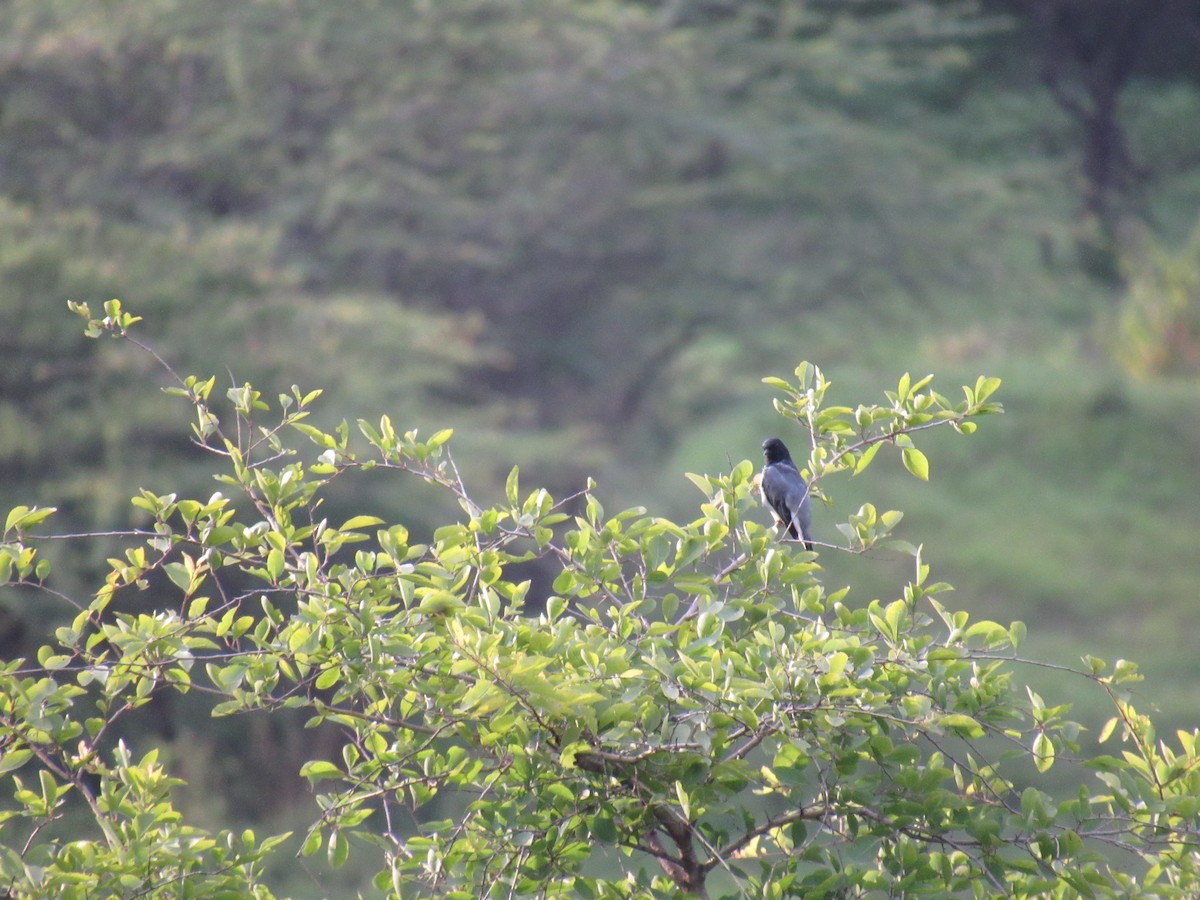 Black-headed Cuckooshrike - ML639899189
