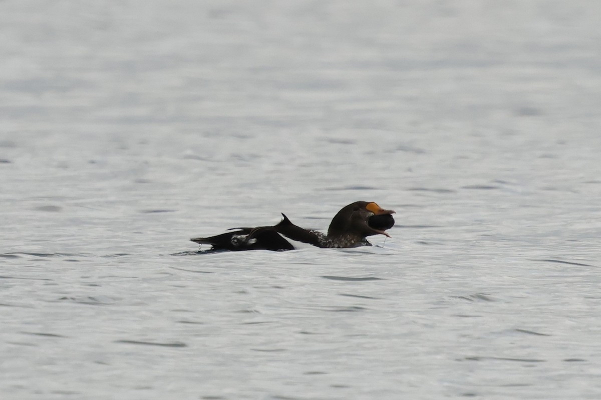 King Eider - ML639899205