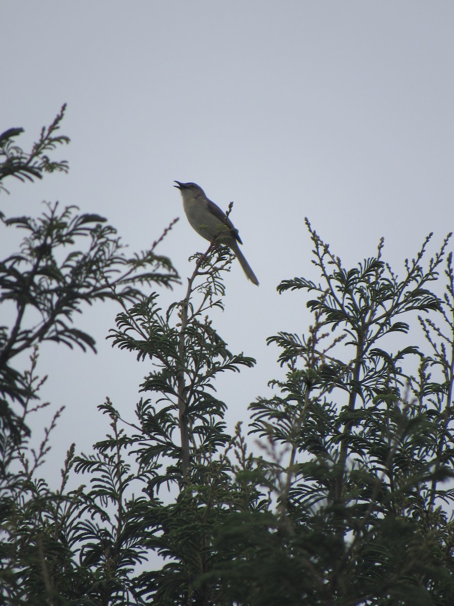 Jungle Prinia - ML639899207