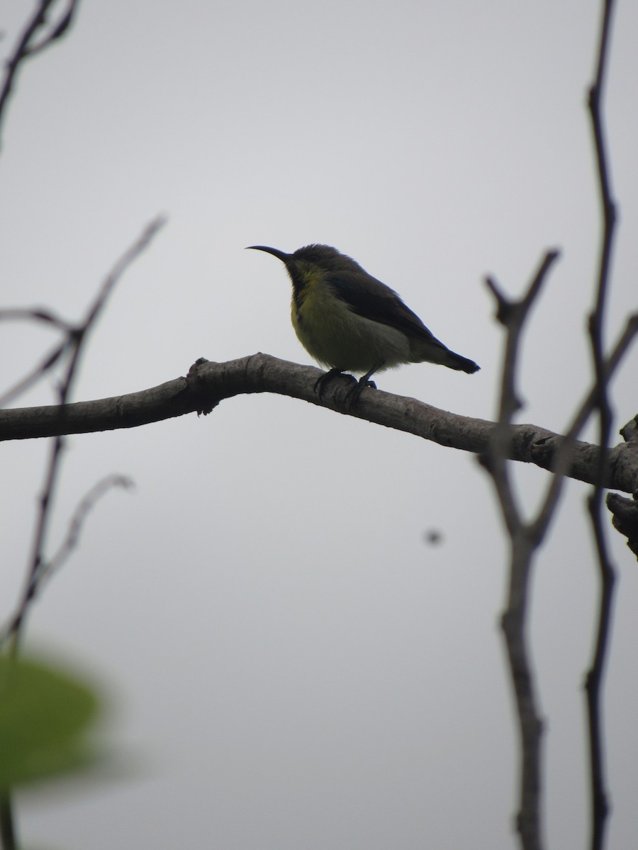 Purple Sunbird - ML639899223