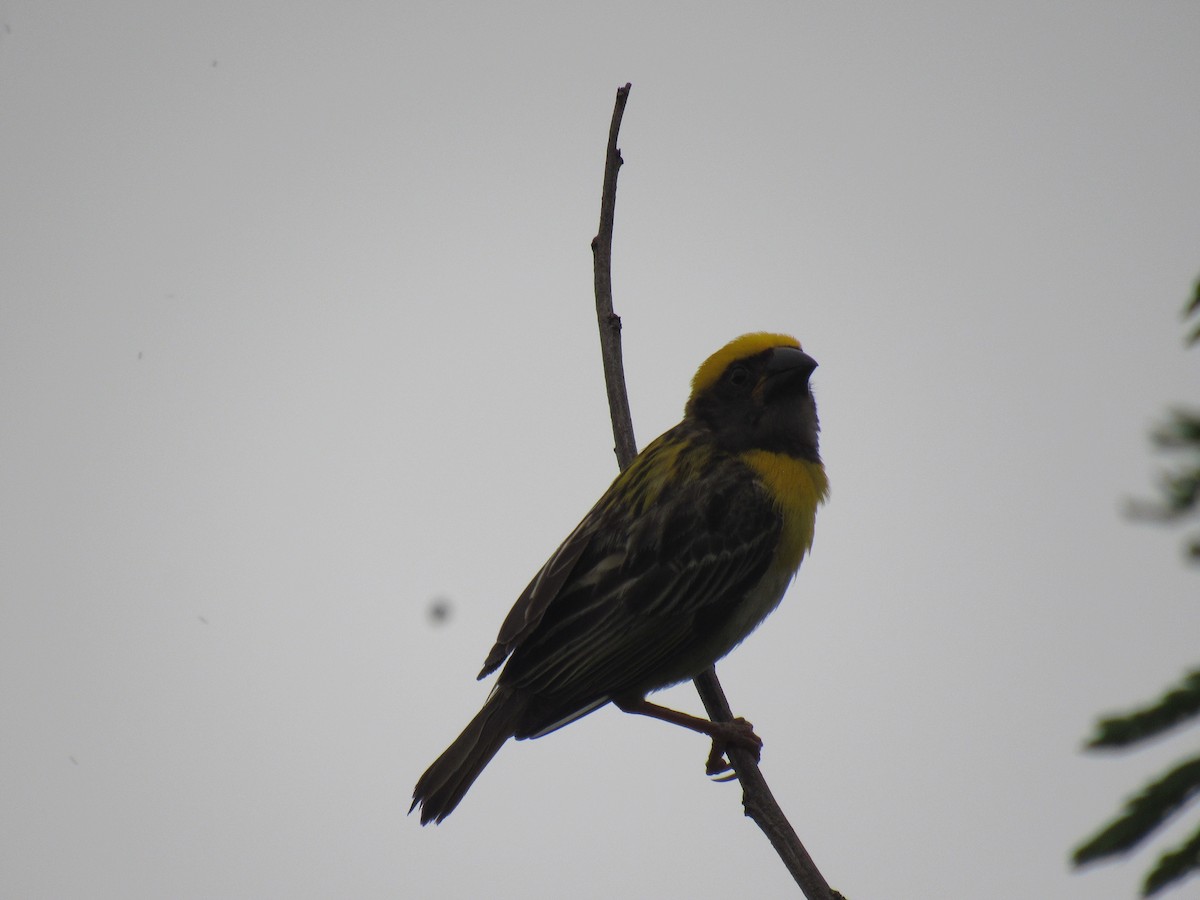 Baya Weaver - ML639899230