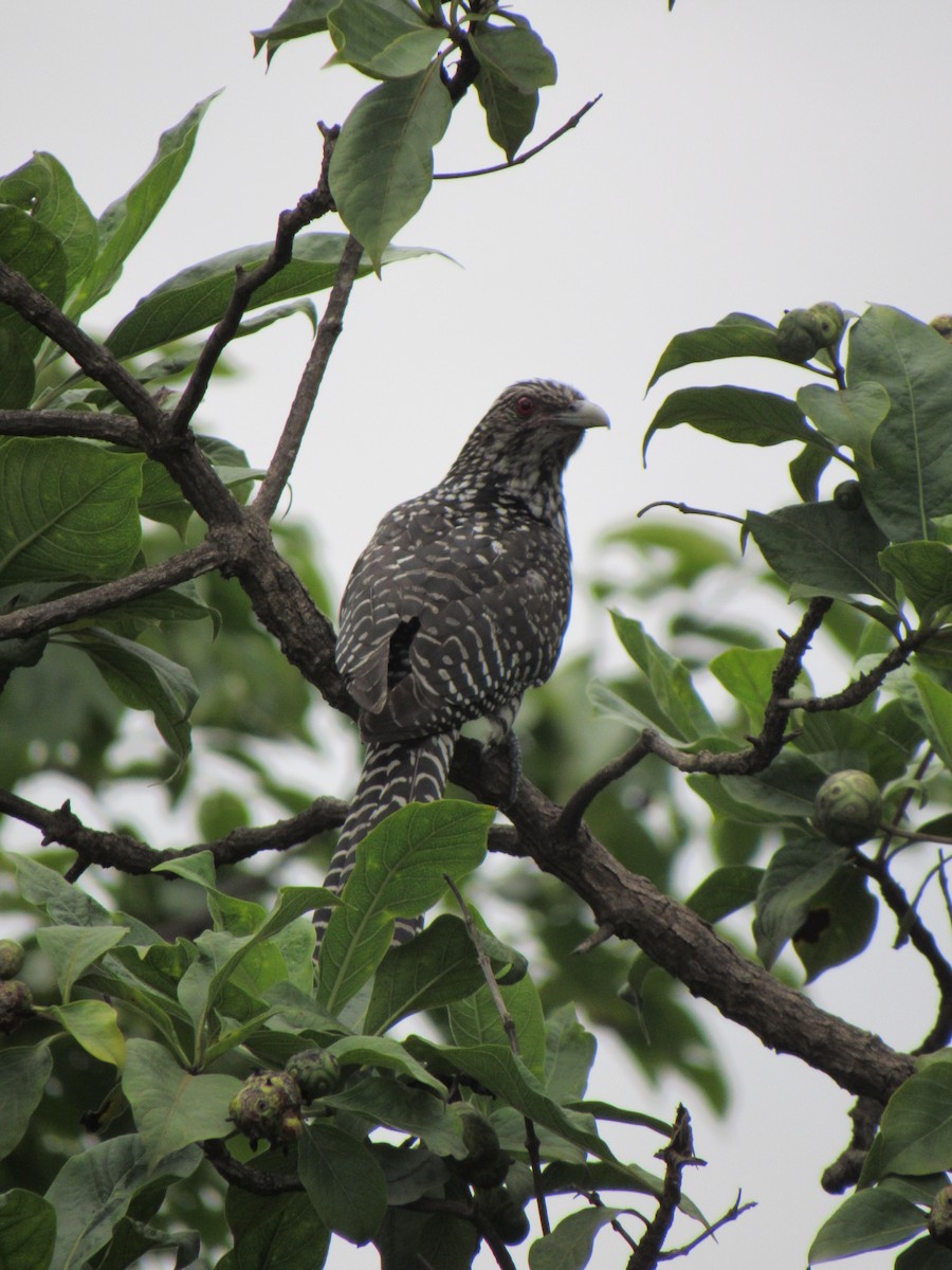 Asian Koel - ML639899244