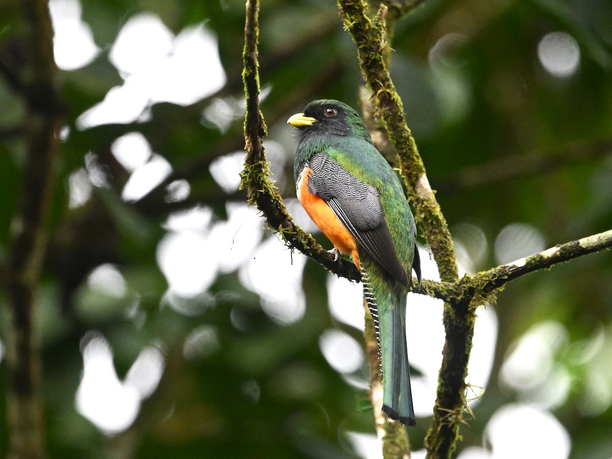Collared Trogon (Orange-bellied) - ML639899264
