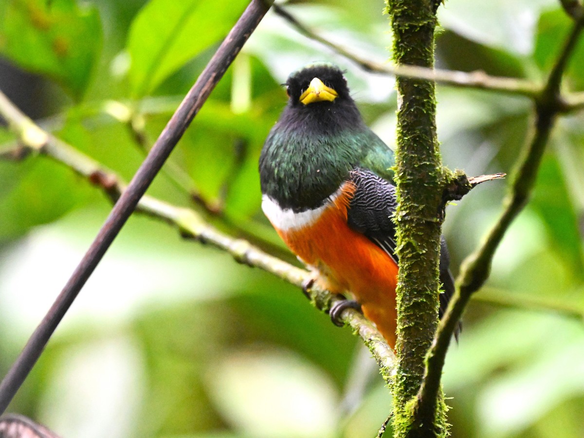 Collared Trogon (Orange-bellied) - ML639899265