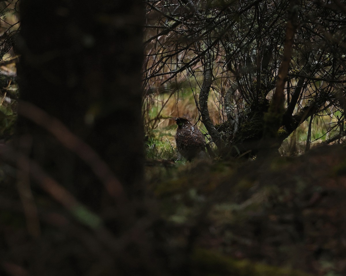 Chinese Grouse - ML639899272