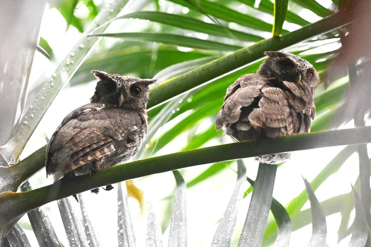 Pacific Screech-Owl - ML639899293