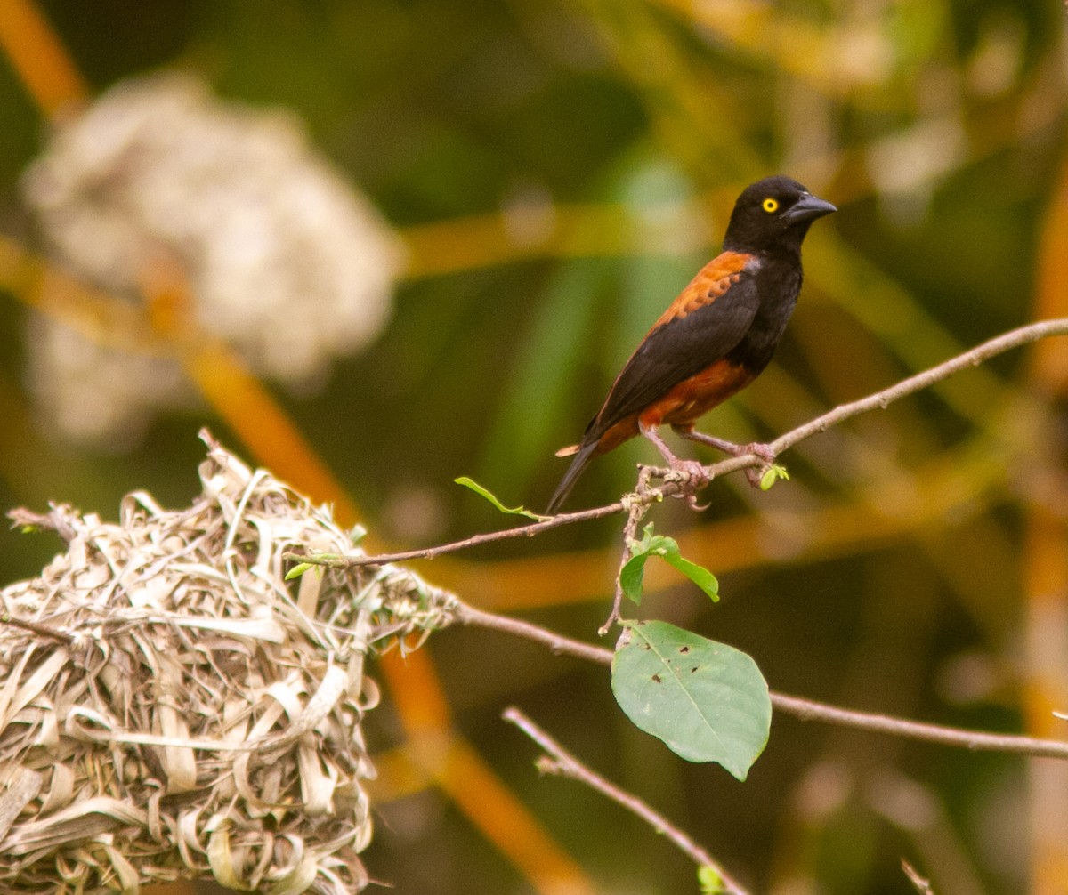 Chestnut-and-black Weaver - ML639899294
