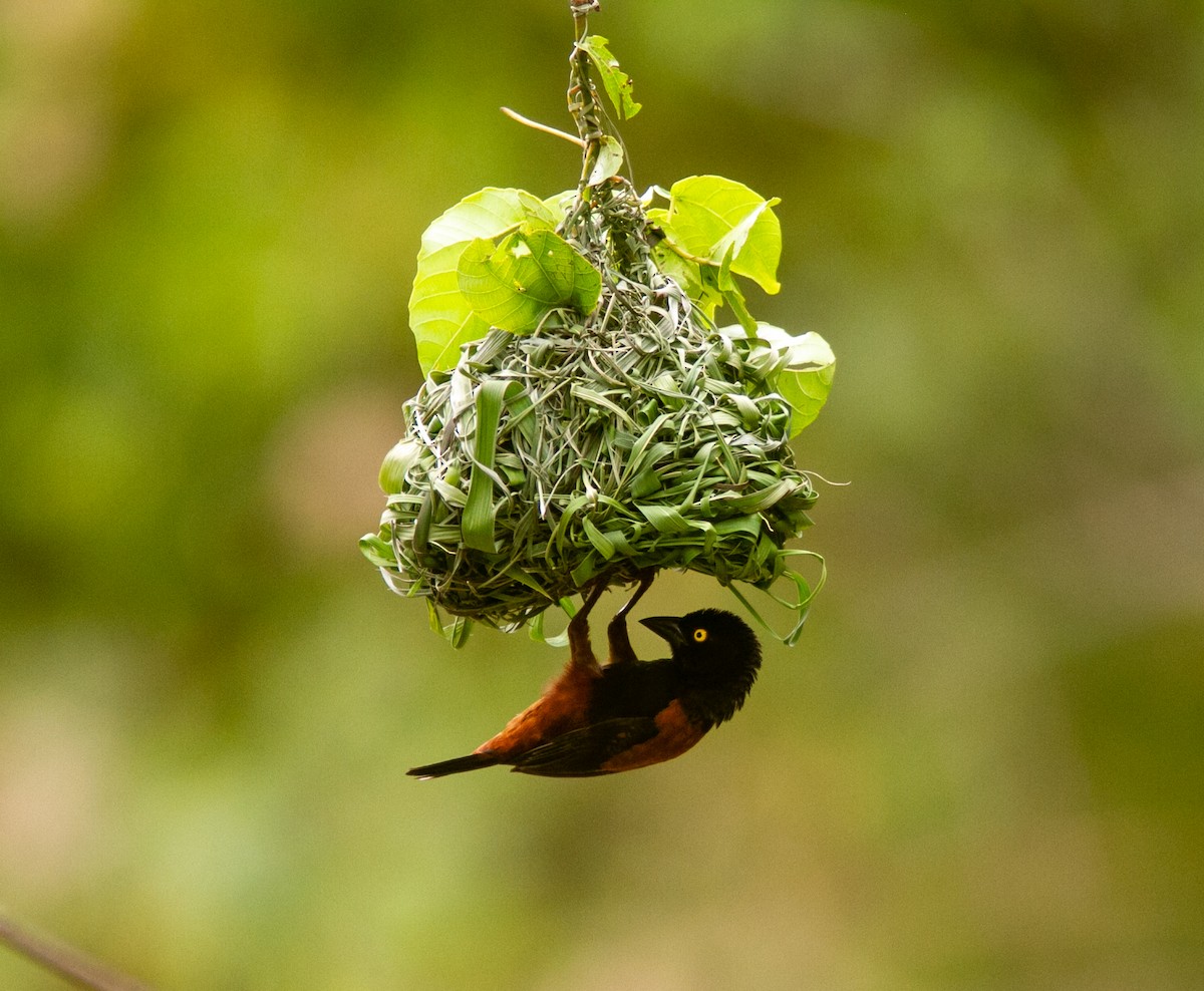 Chestnut-and-black Weaver - ML639899295