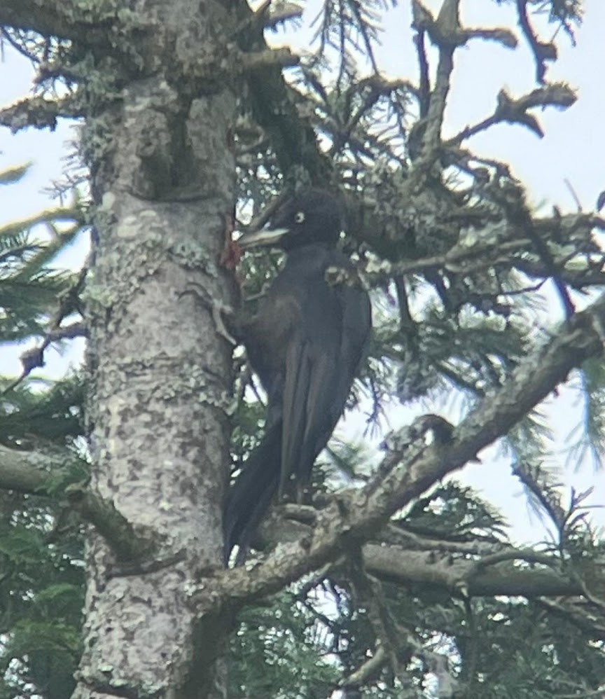 Black Woodpecker - ML639899323
