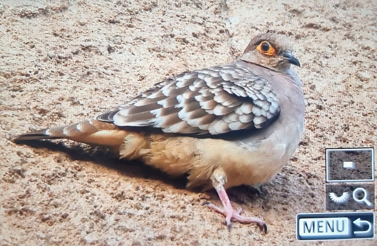 Bare-faced Ground Dove - ML639899360