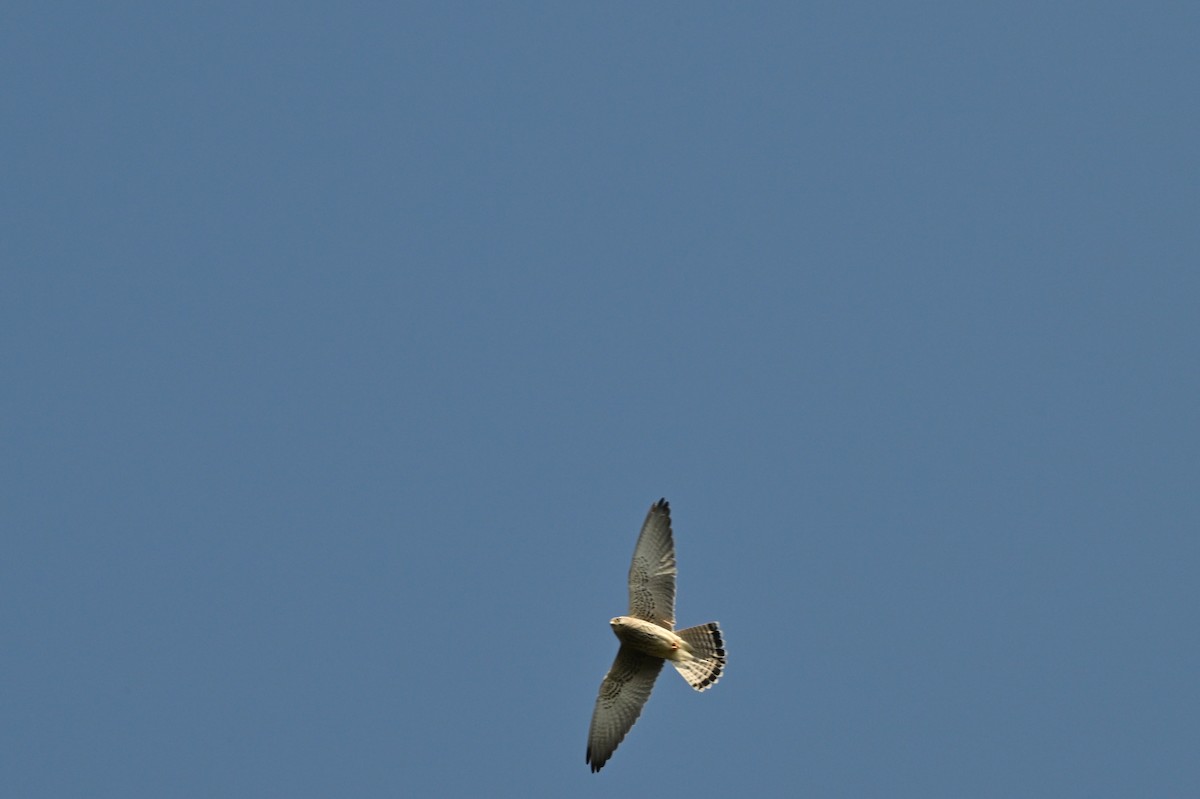 チョウゲンボウ - ML639899377