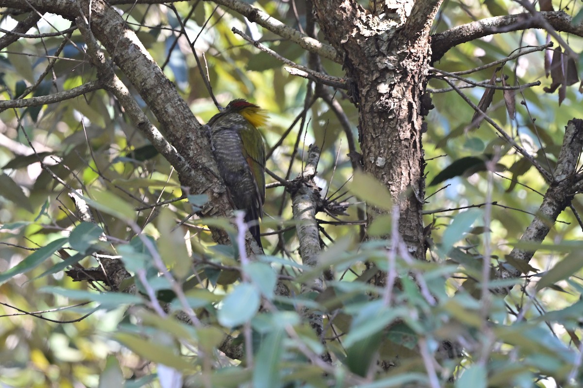 Lesser Yellownape - ML639899419