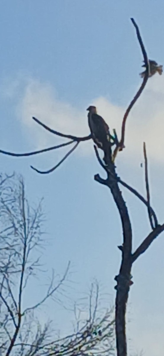 White-collared Kite - ML639899442
