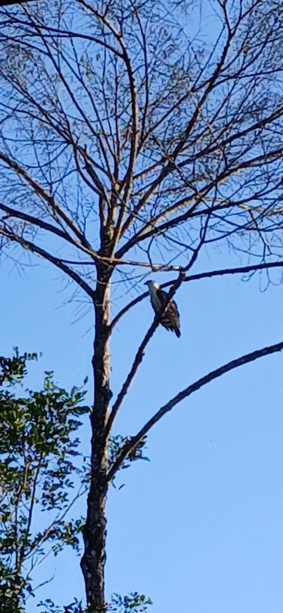 White-collared Kite - ML639899443