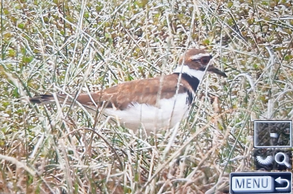 Пісочник крикливий - ML639899475