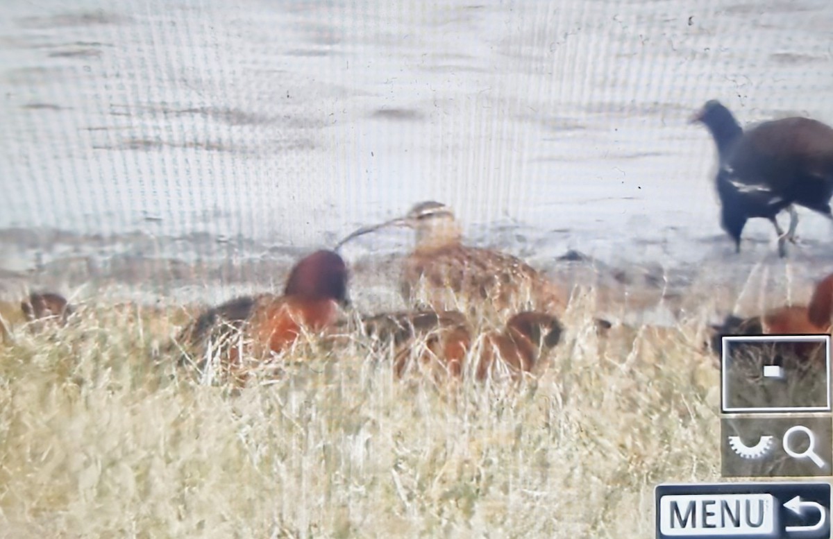 Кульон гудзонський - ML639899502