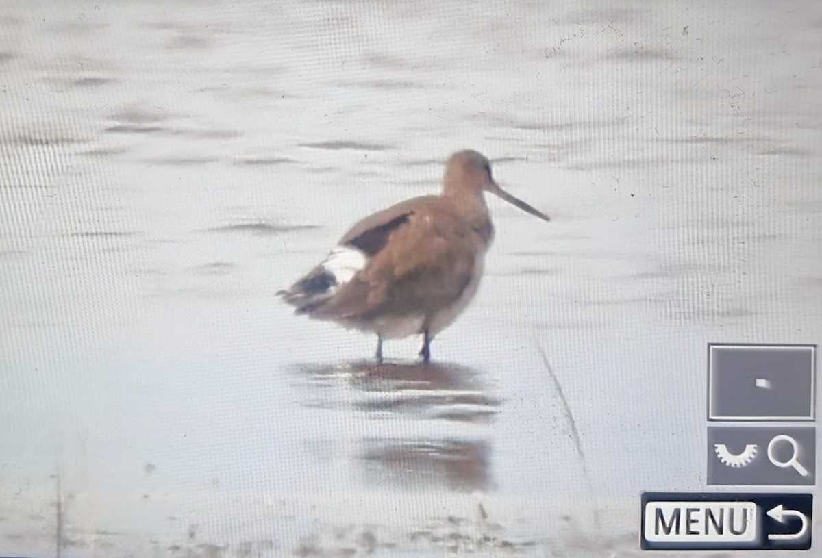 Грицик канадський - ML639899506