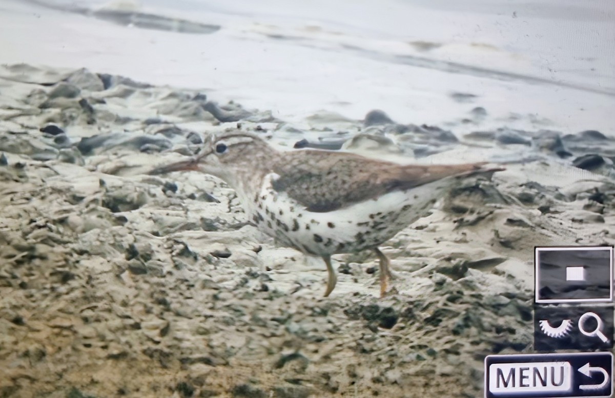 Набережник плямистий - ML639899508