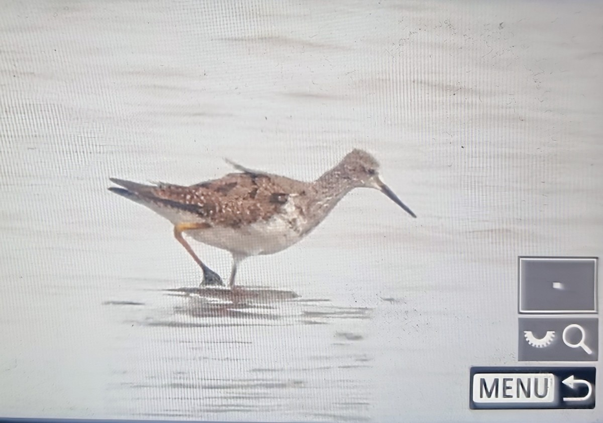 Коловодник жовтоногий - ML639899516