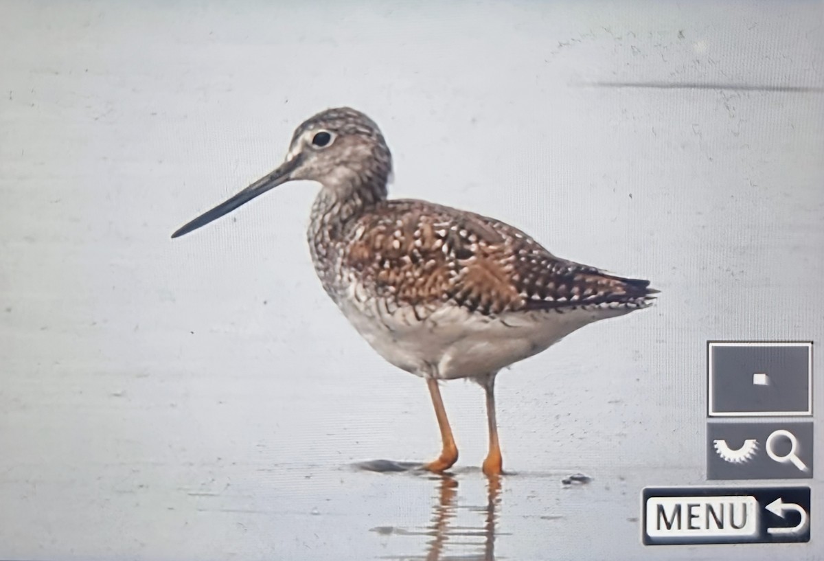 Коловодник строкатий - ML639899517