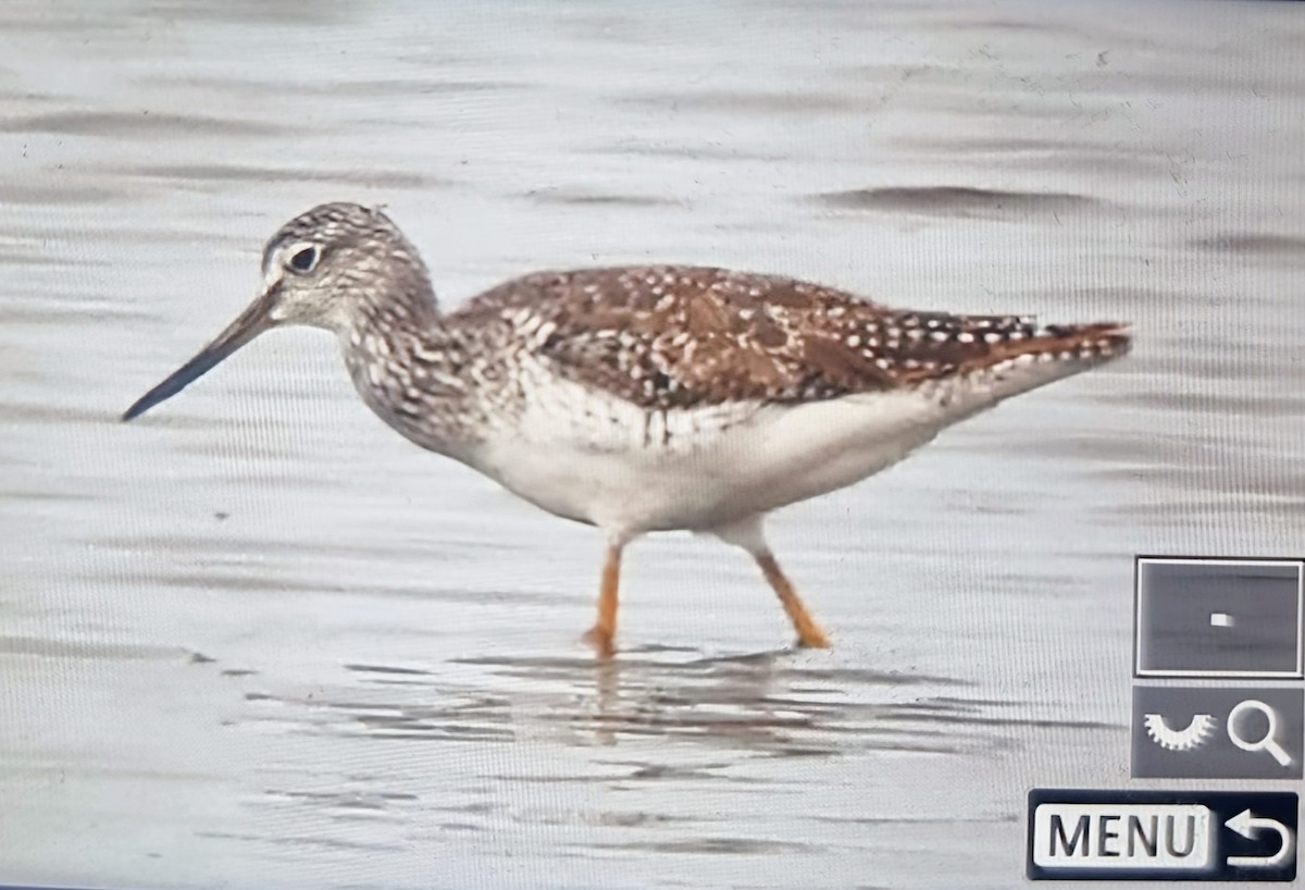 Коловодник строкатий - ML639899518