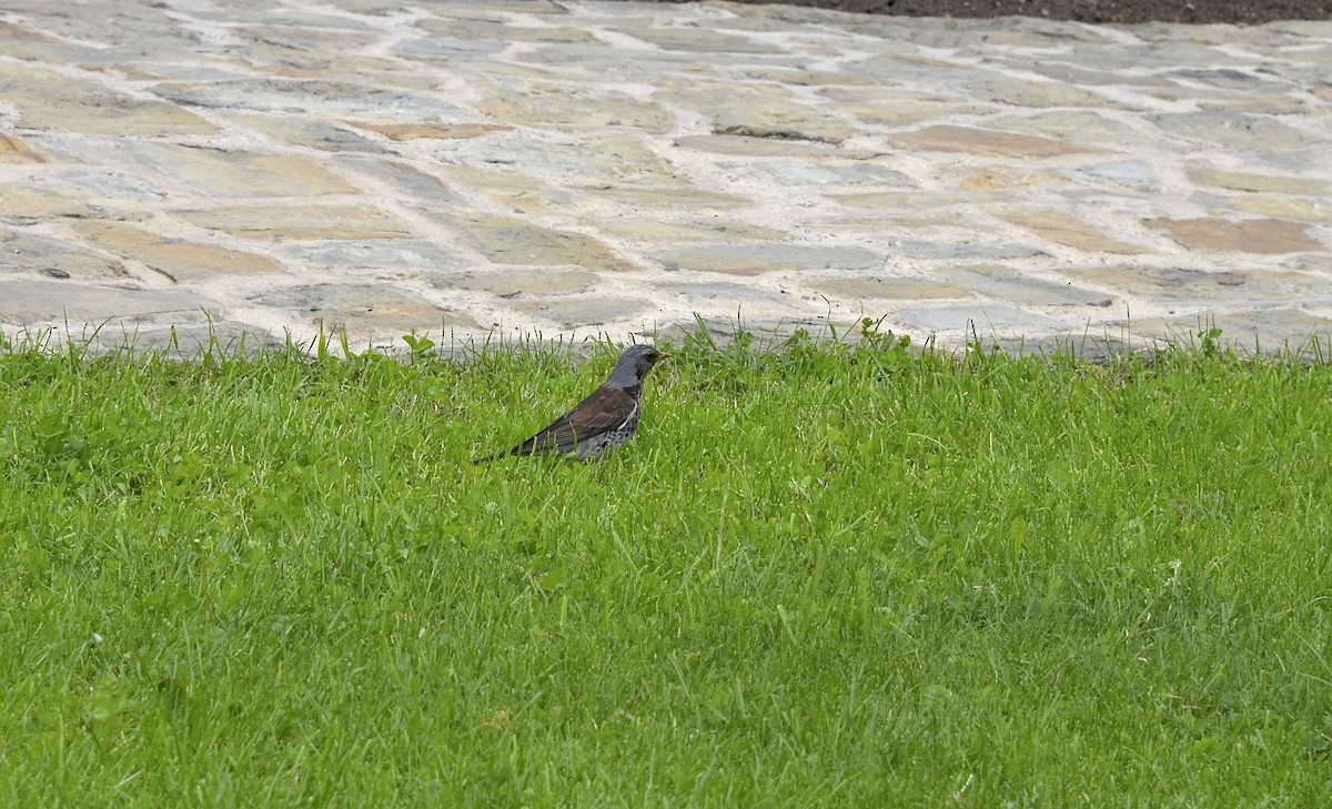 Fieldfare - ML639899524