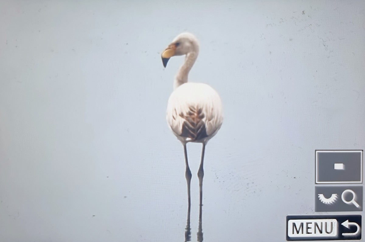 Фламінго чилійський - ML639899530