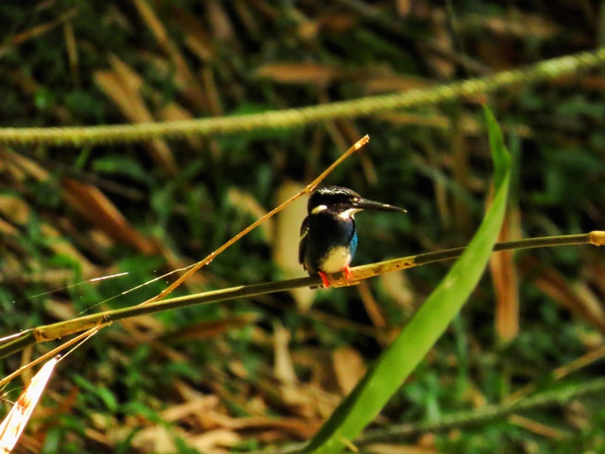 Southern Silvery-Kingfisher - ML639899532
