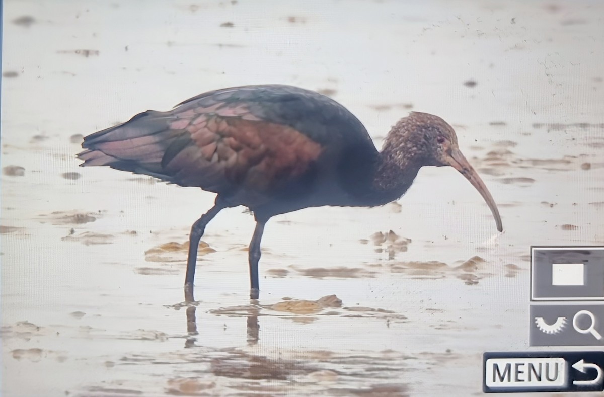 Коровайка тонкодзьоба - ML639899534