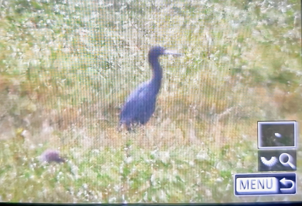 Чепура блакитна - ML639899536