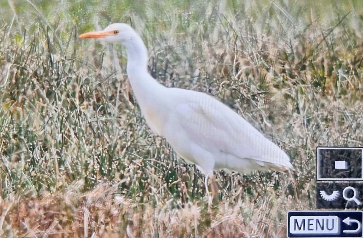 Чапля єгипетська західна - ML639899538