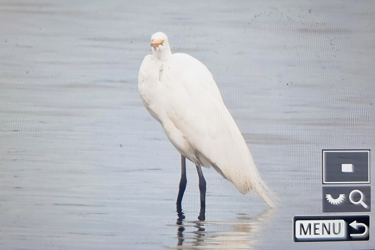 Чапля велика - ML639899552