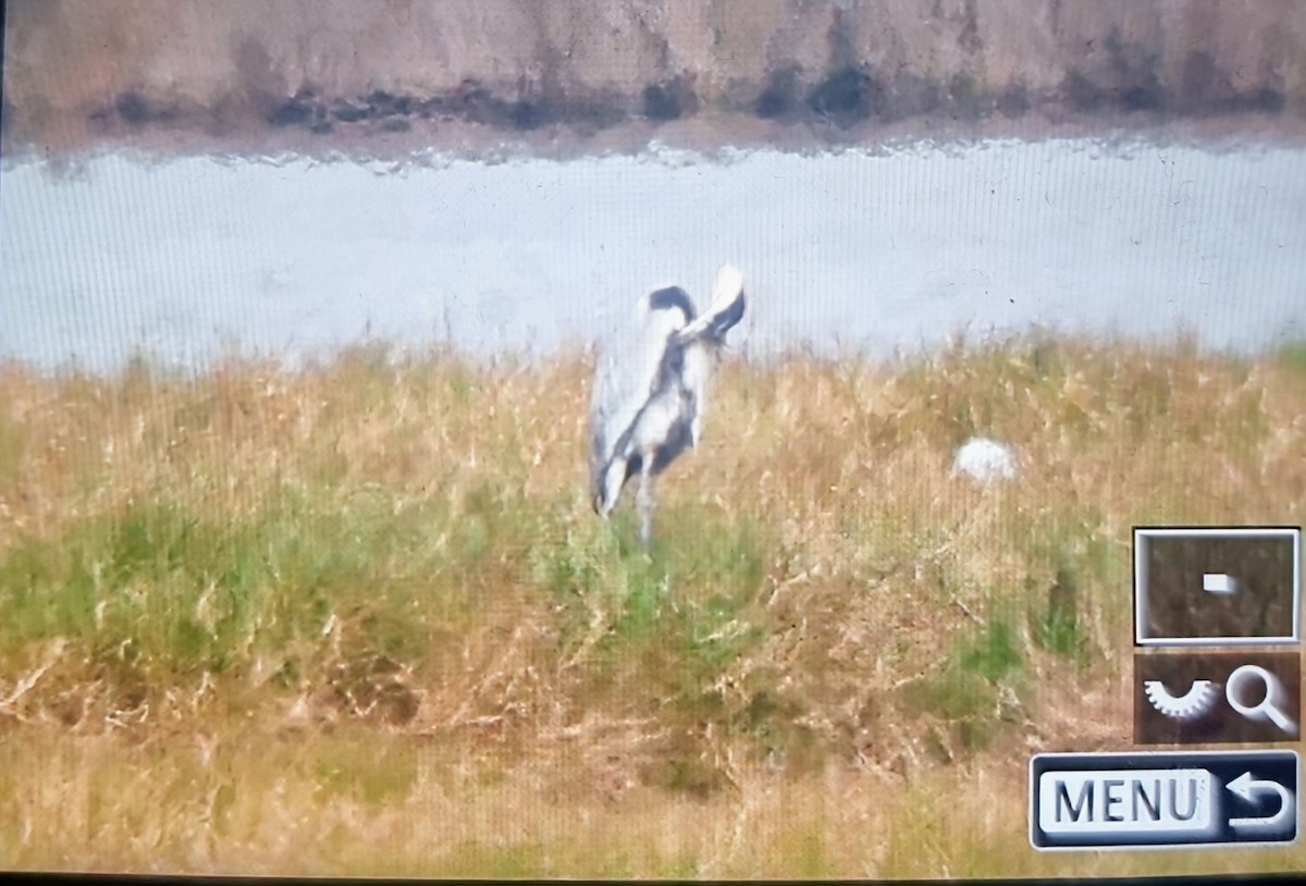 Чапля-кокої - ML639899562