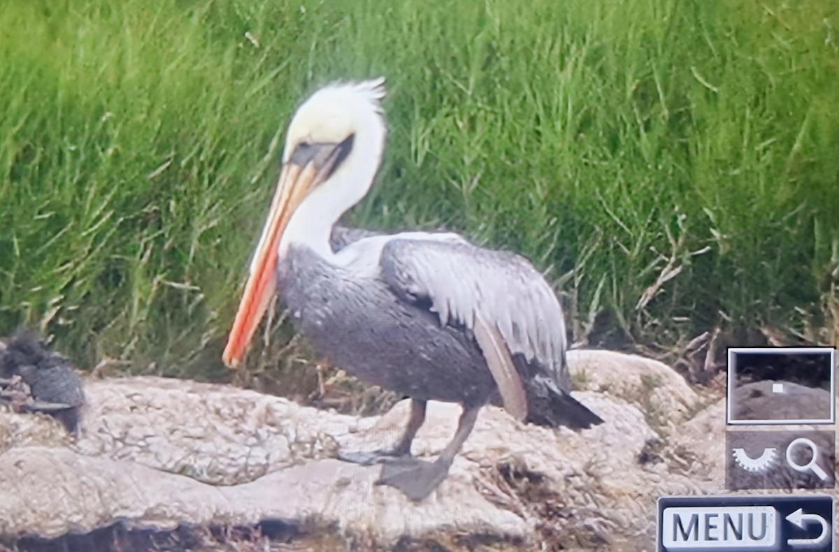 Пелікан перуанський - ML639899572