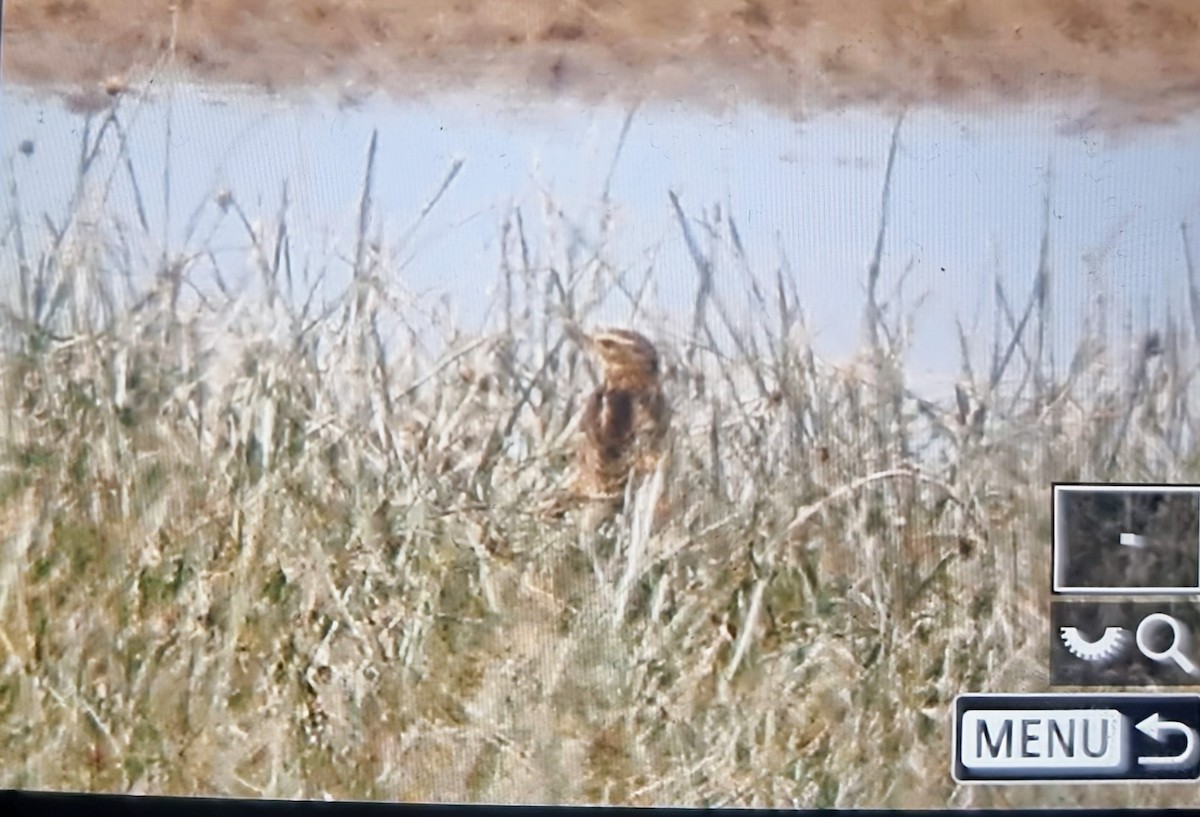 Peruvian Pipit - ML639899590